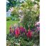 Blühende rosa Lupinen, lilafarbener Rittersporn und rosa Rhododendron.