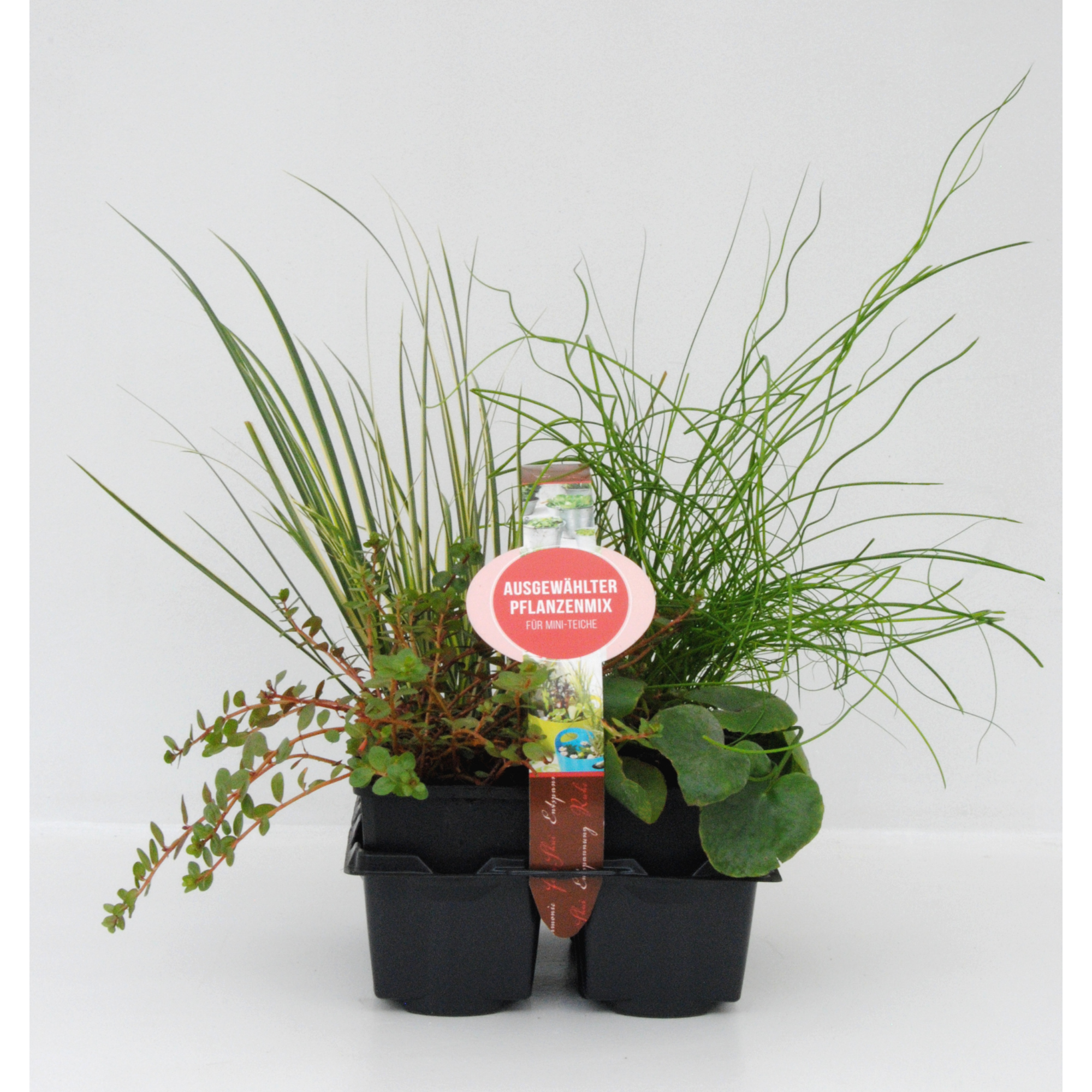 Miniteichset, 4 Pflanzen + product picture