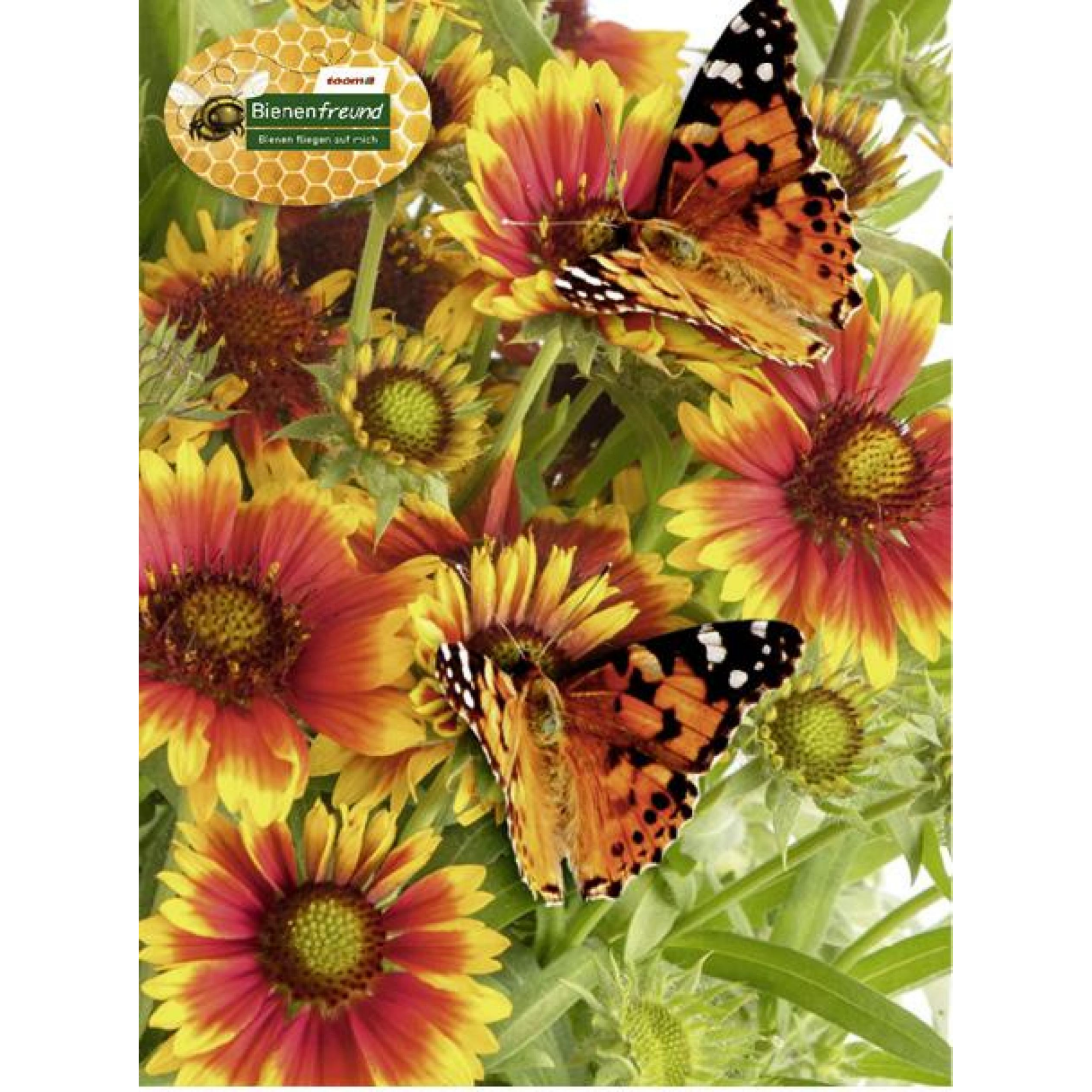 Bienen- und Schmetterlingsstauden + product picture