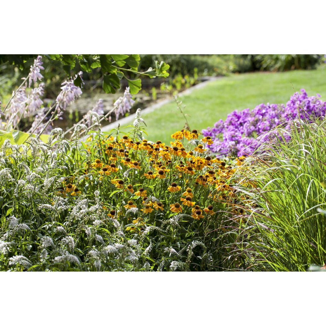 Gelbe und violette Blumen im Garten