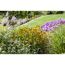 Gelbe und violette Blumen im Garten