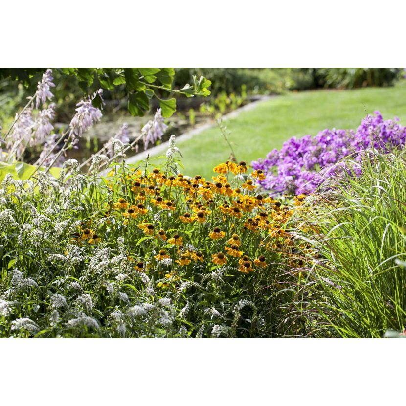 Gelbe und violette Blumen im Garten