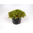 Sedum Mix in einem schwarzen Topf