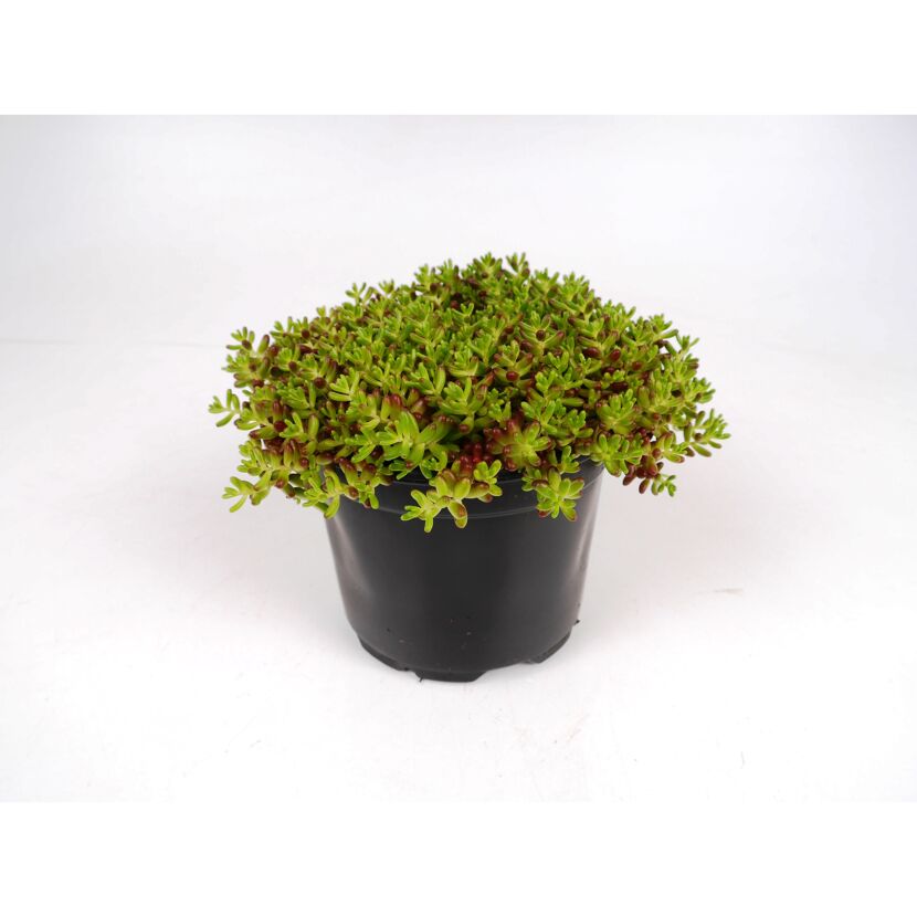 Sedum Mix in einem schwarzen Topf