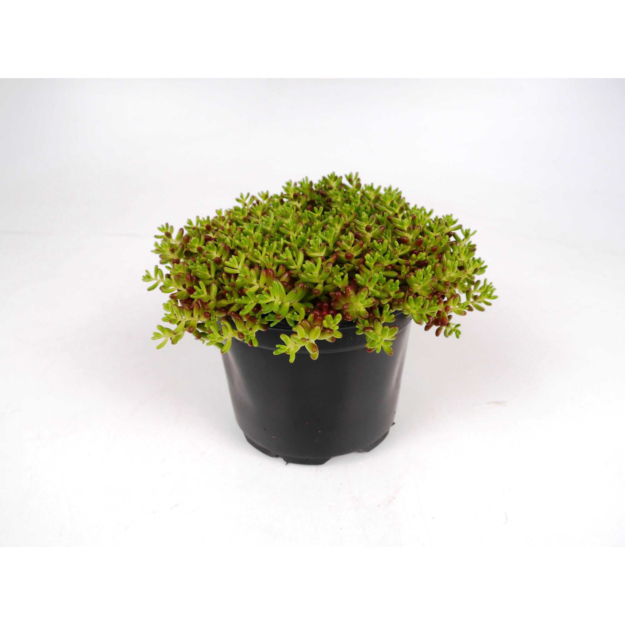 Sedum Mix in einem schwarzen Topf
