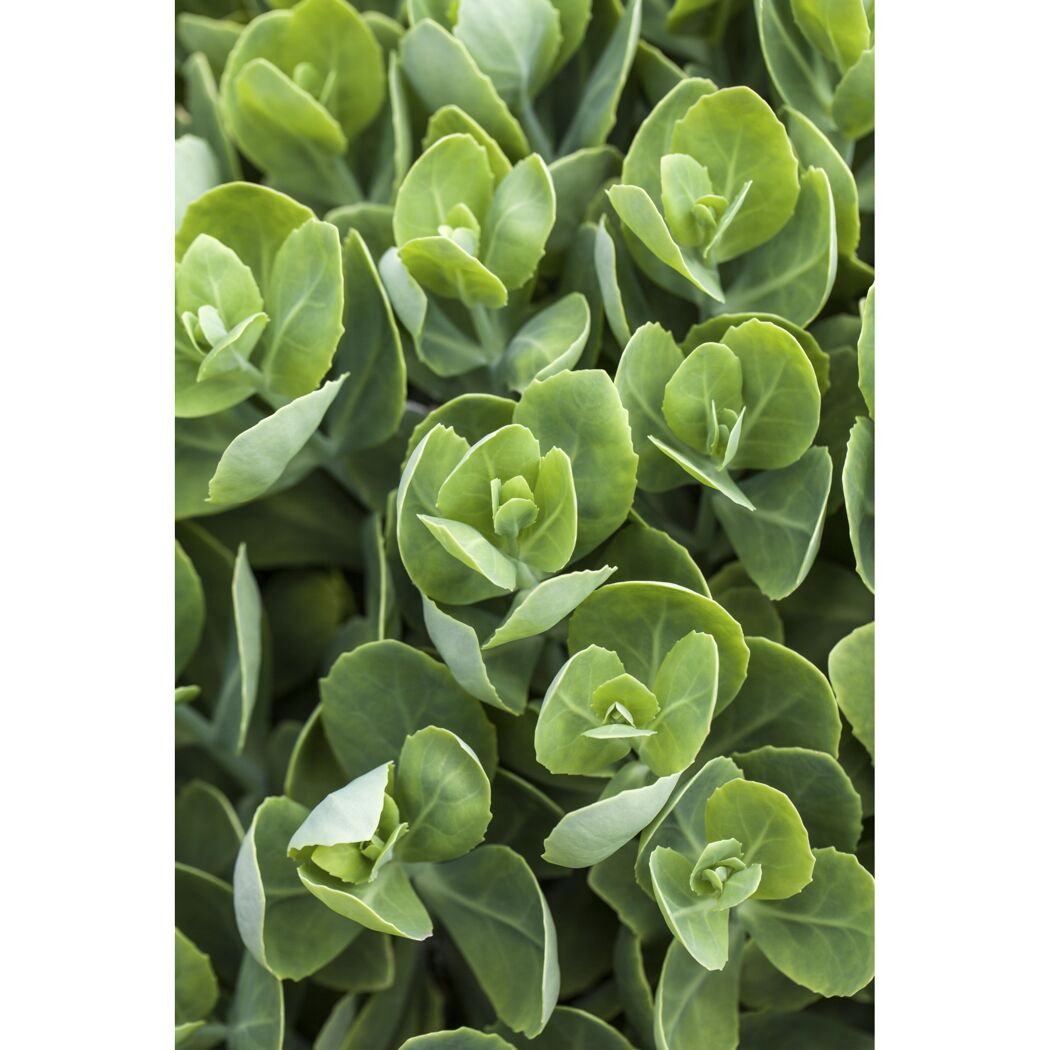 Nahaufnahme von hellgrünen Sedum-Pflanzen.