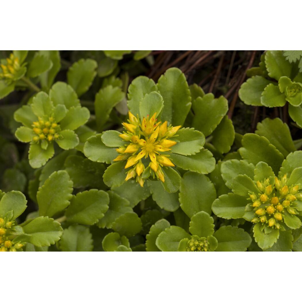 Gelbe Blüten des Sedum Mix