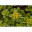 Gelbe Blüten des Sedum Mix