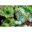 Nahaufnahme von Sempervivum-Sukkulenten