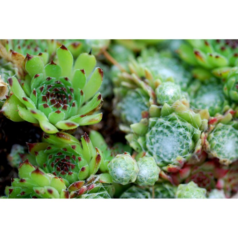 Nahaufnahme von Sempervivum-Sukkulenten