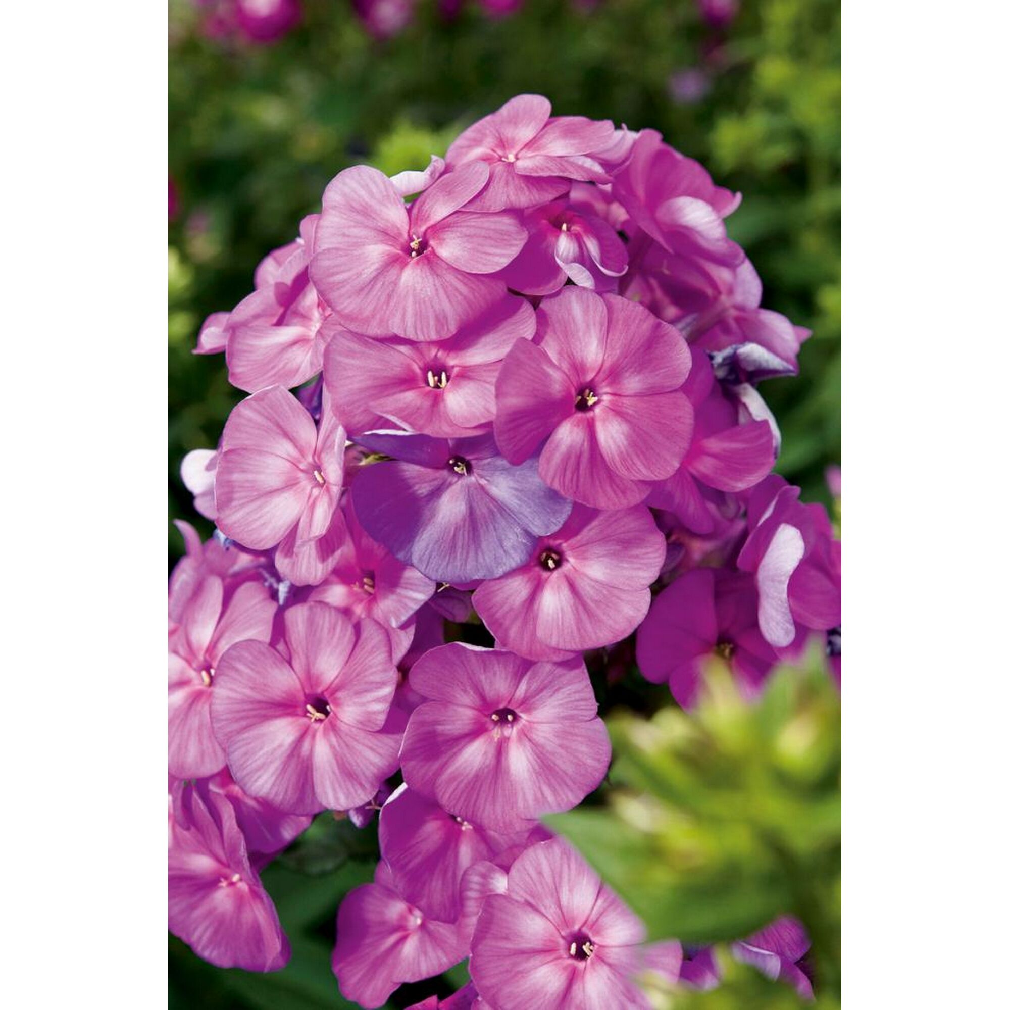 Nahaufnahme von rosa Phlox paniculata Flammenblume