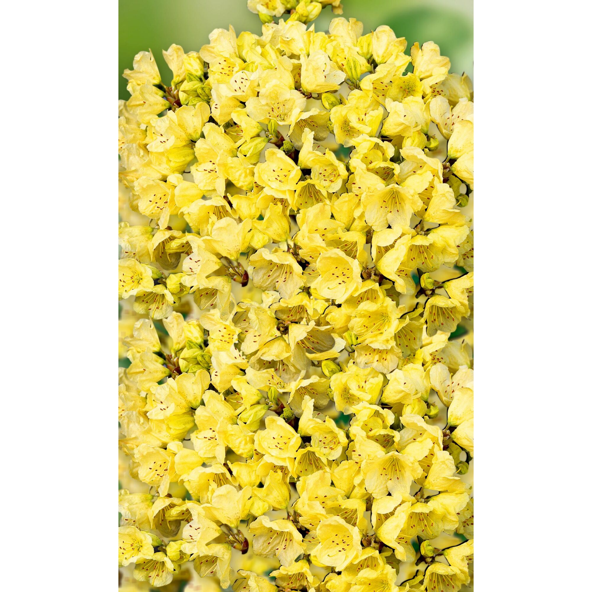 Gelber Rhododendron, Nahaufnahme