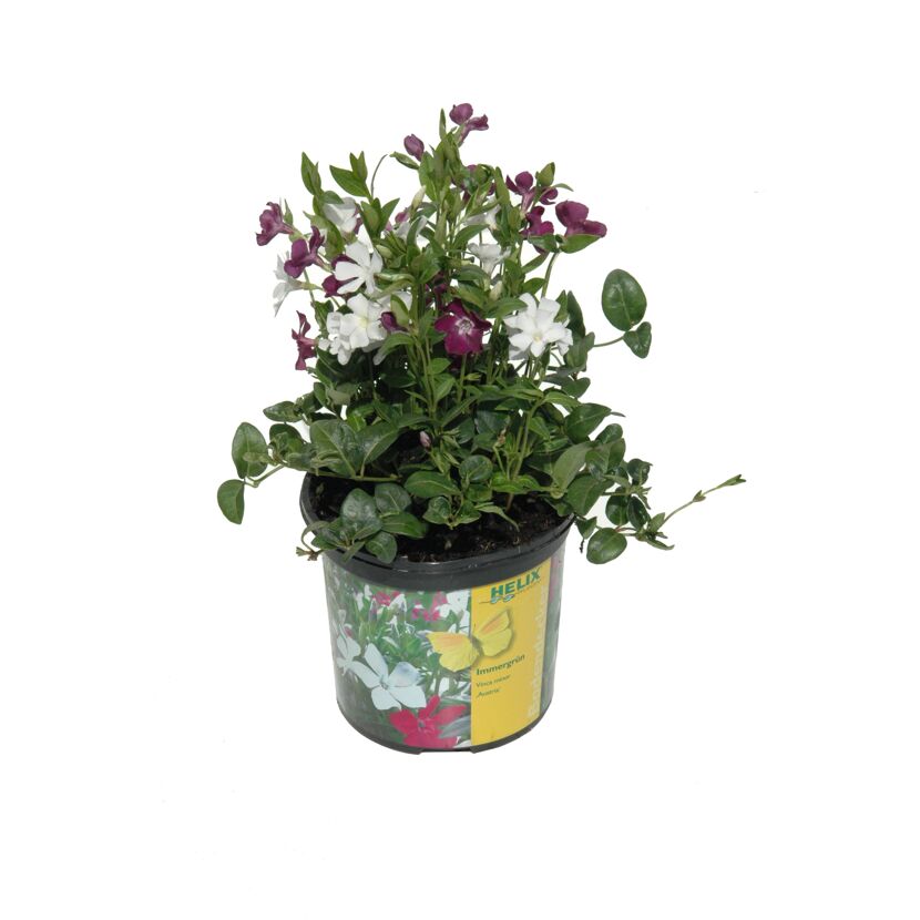 Topfpflanze mit lila und weißen Blüten