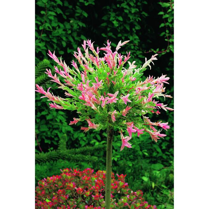 Harlekinweide Flamingo Stamm 19 Cm Topf ǀ Toom Baumarkt