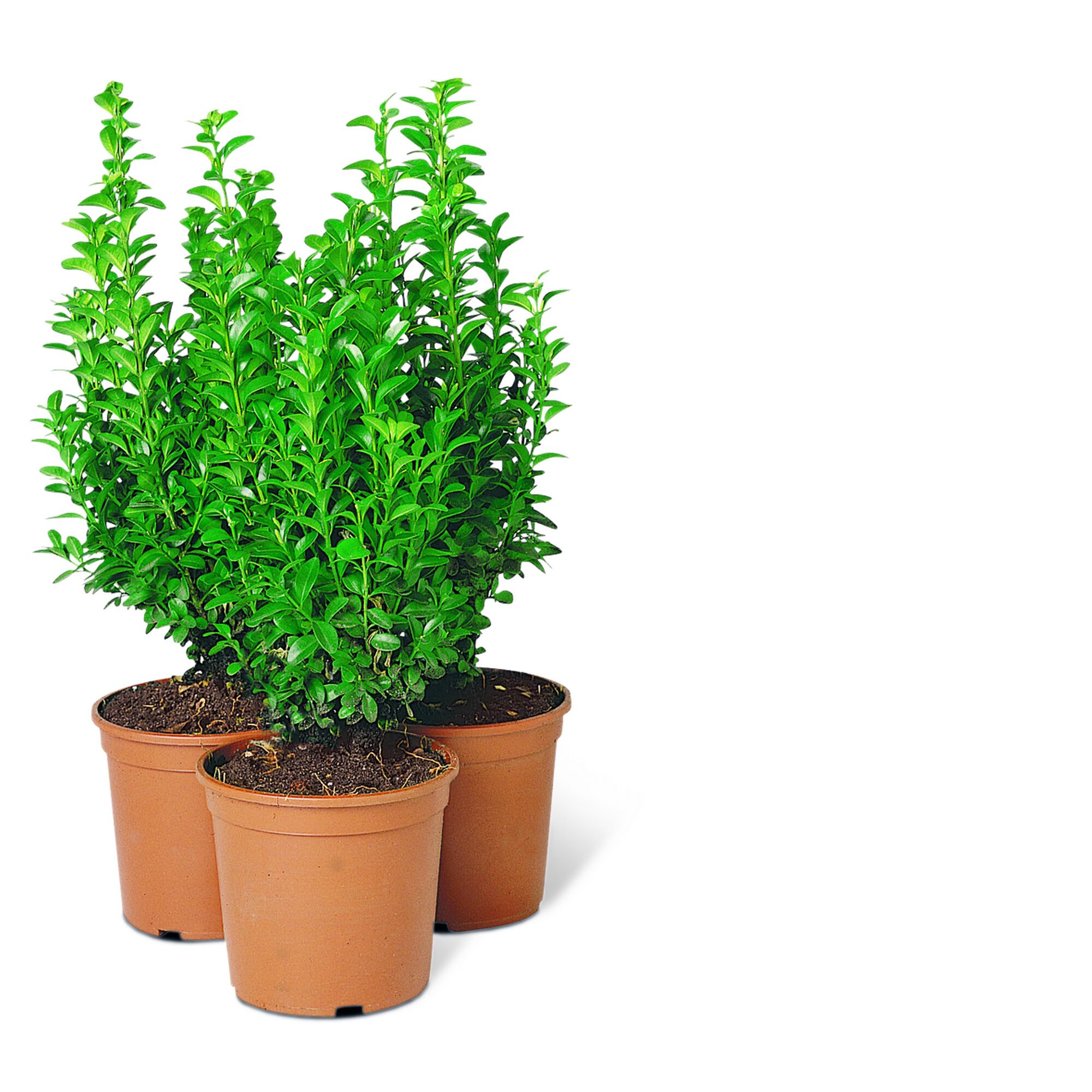Drei Buchsbäume in braunen Töpfen