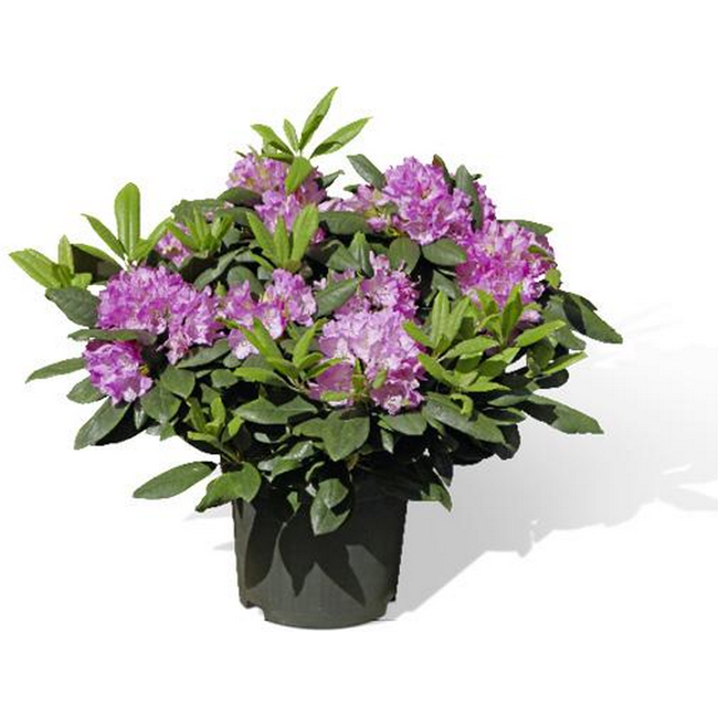 Bild von Rhododendron
