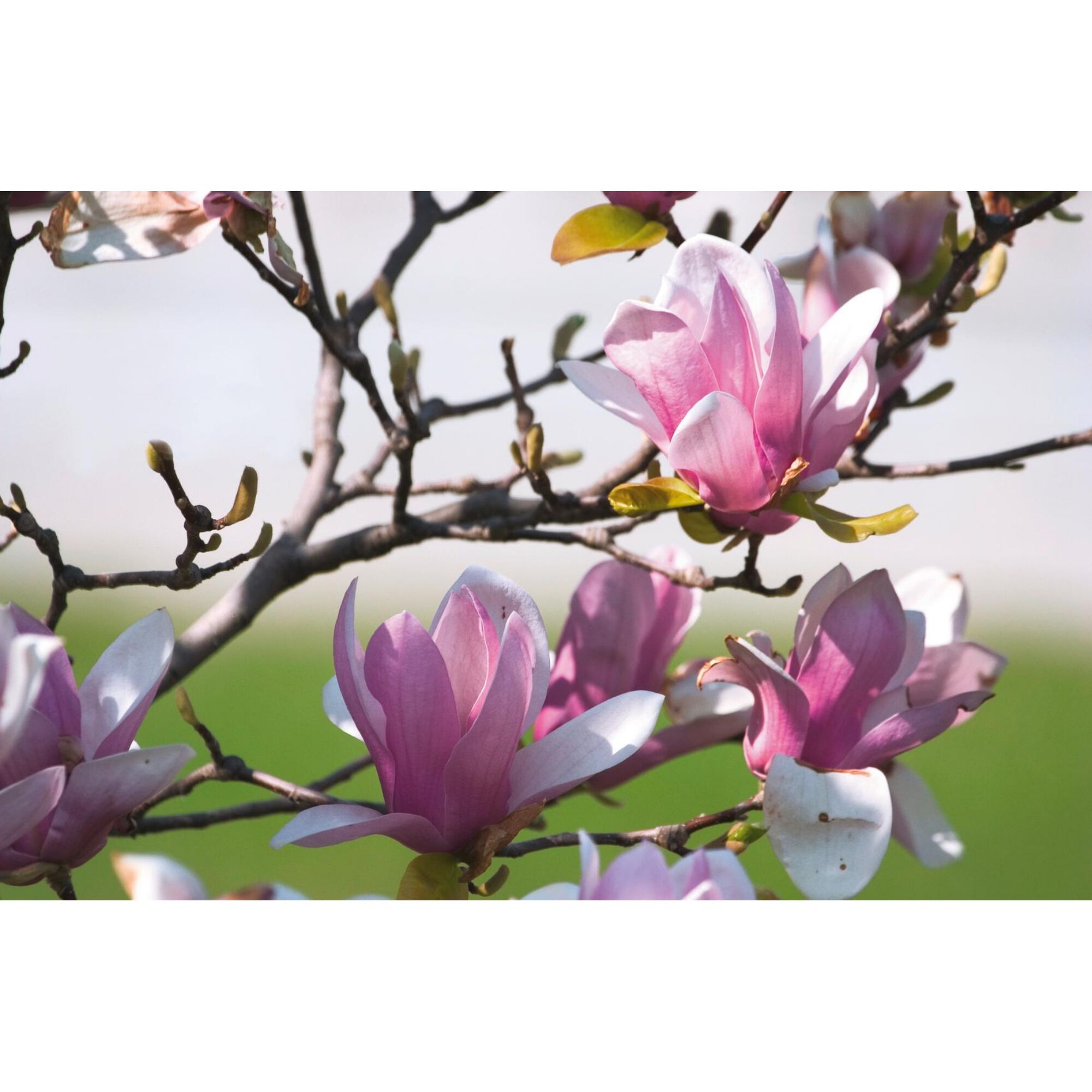Rosa Magnolienblüten an einem Ast