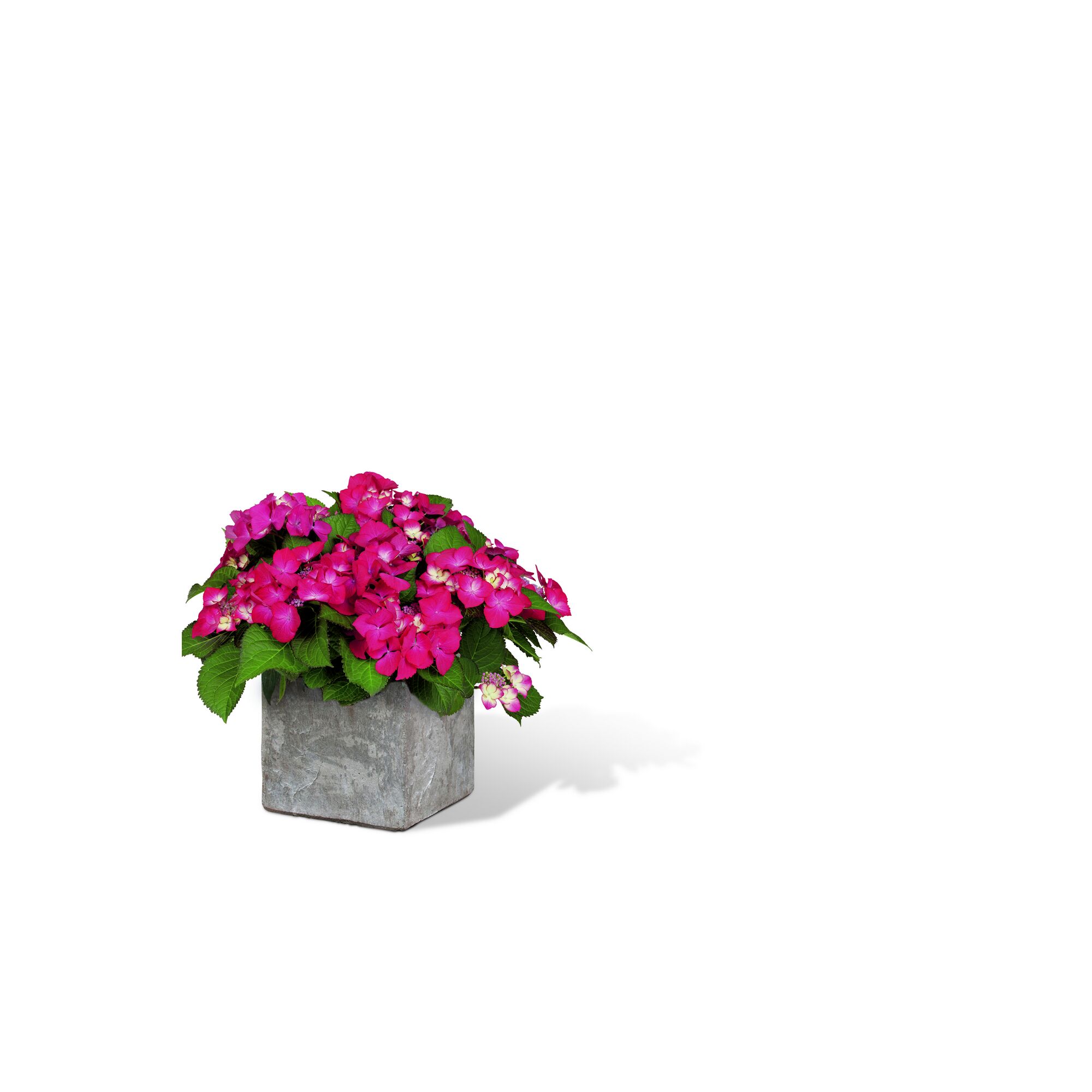 Pinkfarbene Hortensie im grauen Topf