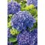 Ballhortensie