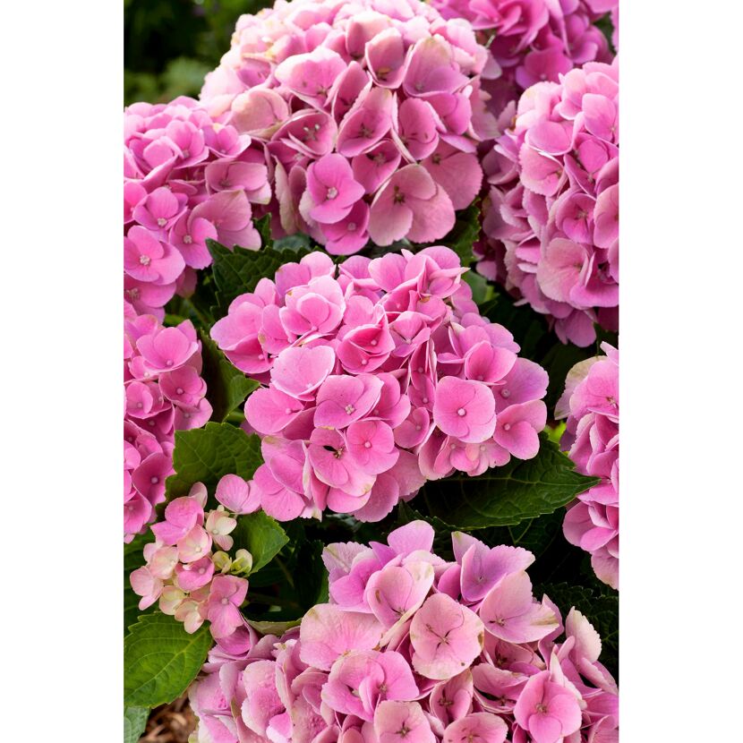 Ballhortensie