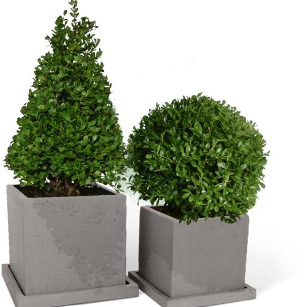 Zwei Ilex crenata in grauen quadratischen Übertöpfen