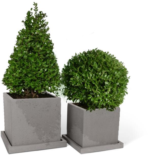 Zwei Ilex crenata in grauen quadratischen Übertöpfen