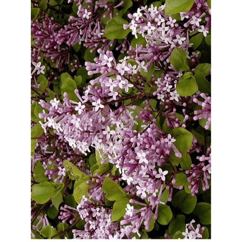 Lila Blüten des Syringa Meyer Palibin