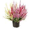 Knospenheide 'Gardengirls Trio-Girls®' 11 cm Topf, 3er-Set