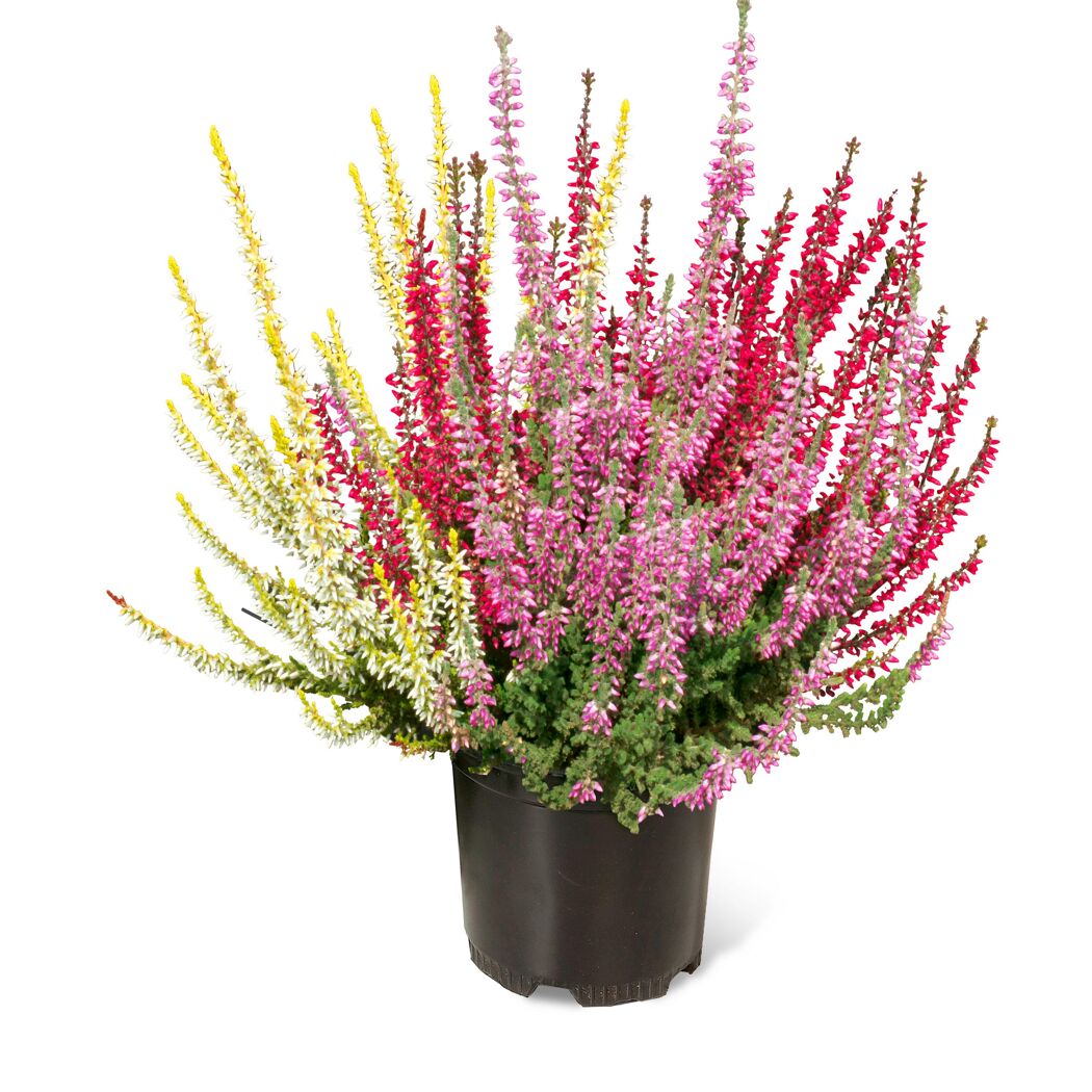 Knospenheide 'Gardengirls Trio-Girls®' 11 cm Topf, 3er-Set