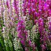 hauptbild