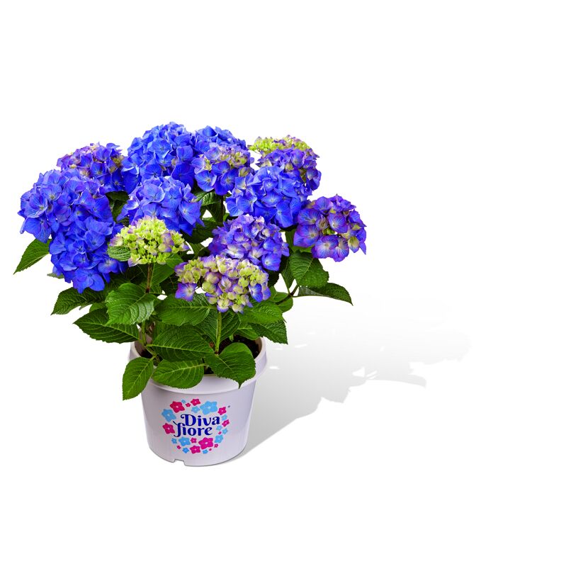 Blaue Hortensien im Topf