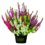 Knospenheide Beauty Sisters 'High Five', 2er-Set