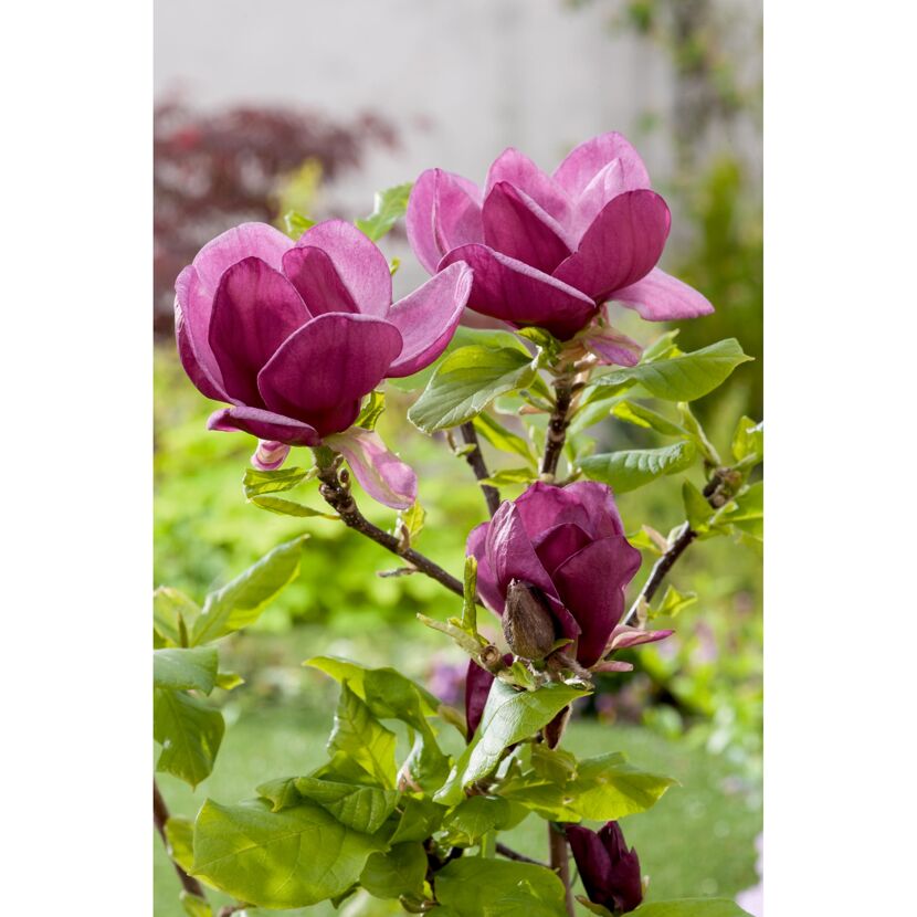 Lila Magnolienblüten mit grünen Blättern