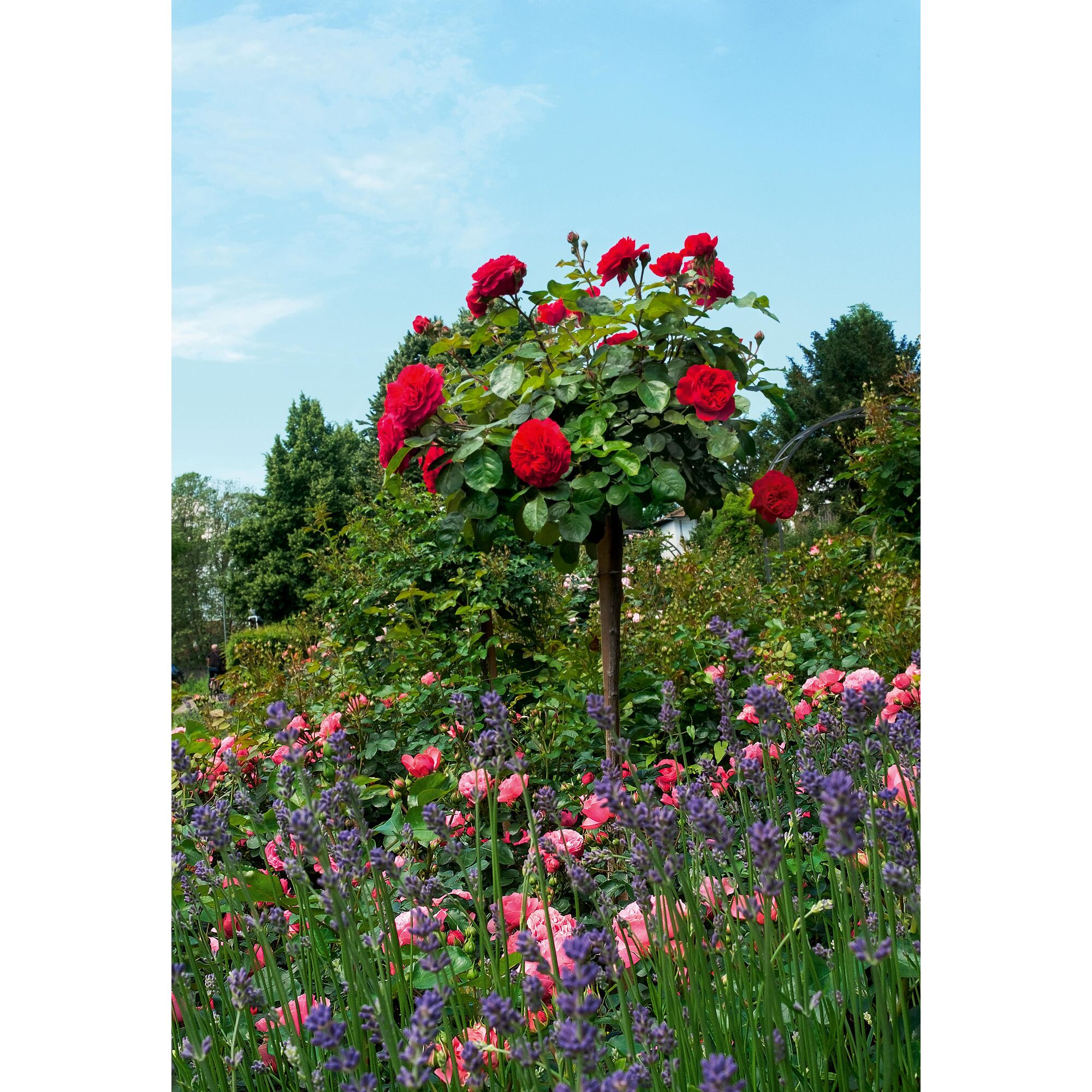 Rote Rosen am Stamm, Lavendel und rosa Rosenbüsche
