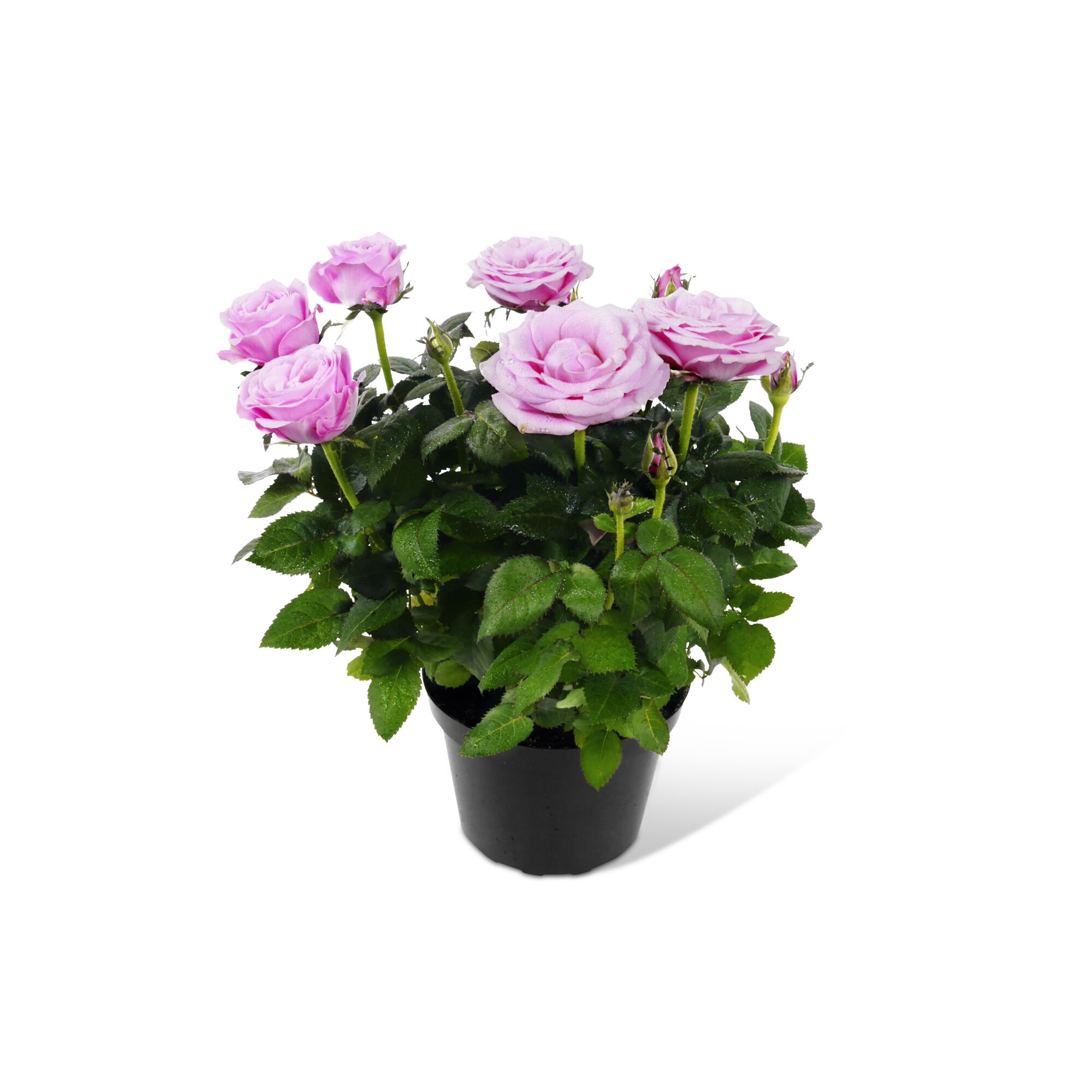 Topfrose mit lila Blüten