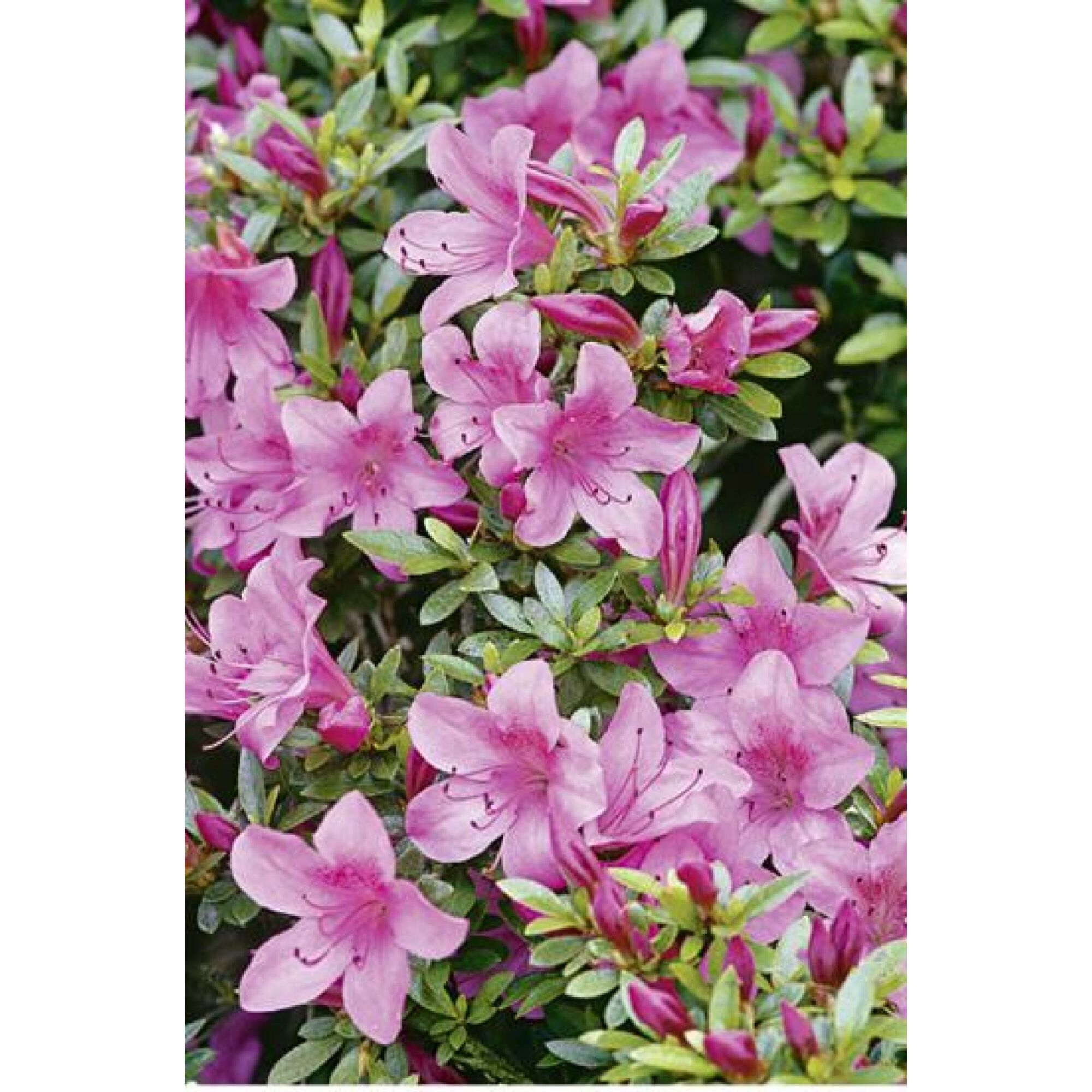 Lila Rhododendronblüten