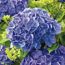 Blaue Hortensienblüten