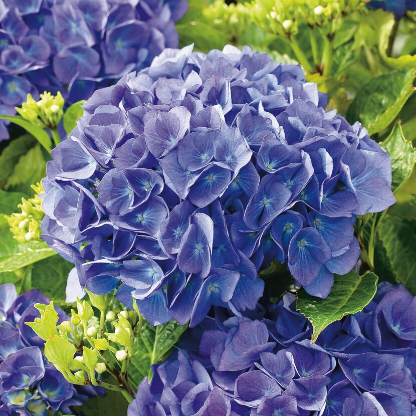 Blaue Hortensienblüten
