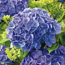 Verkleinertes Bild von Gartenhortensie mit 10-12 Dolden verschiedene Farben 23 cm Topf