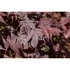 Fächerahorn `Bloodgood`,  19 cm Topf