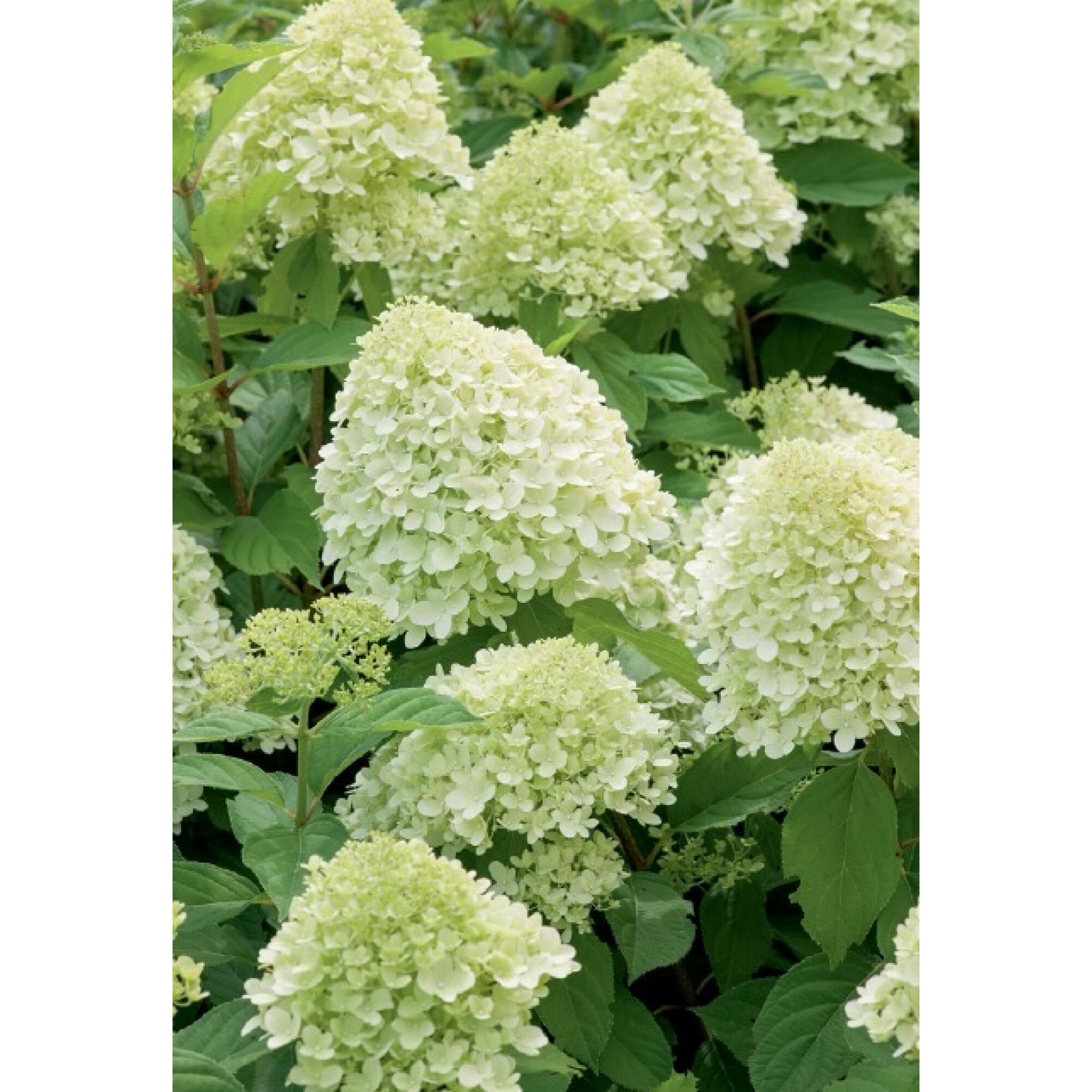 Rispenhortensienblüten in Weißgrün