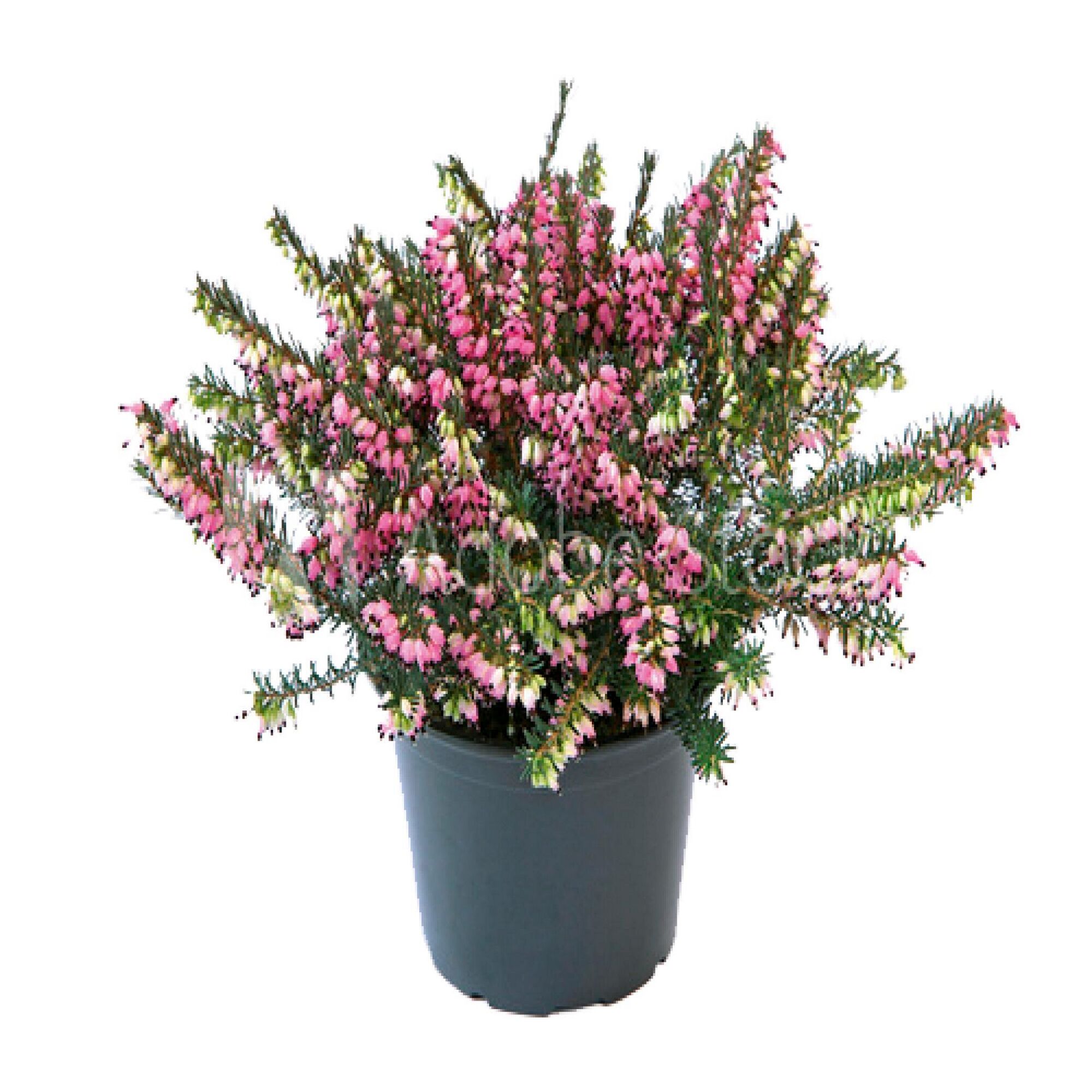 Rosa Winterheide im Topf