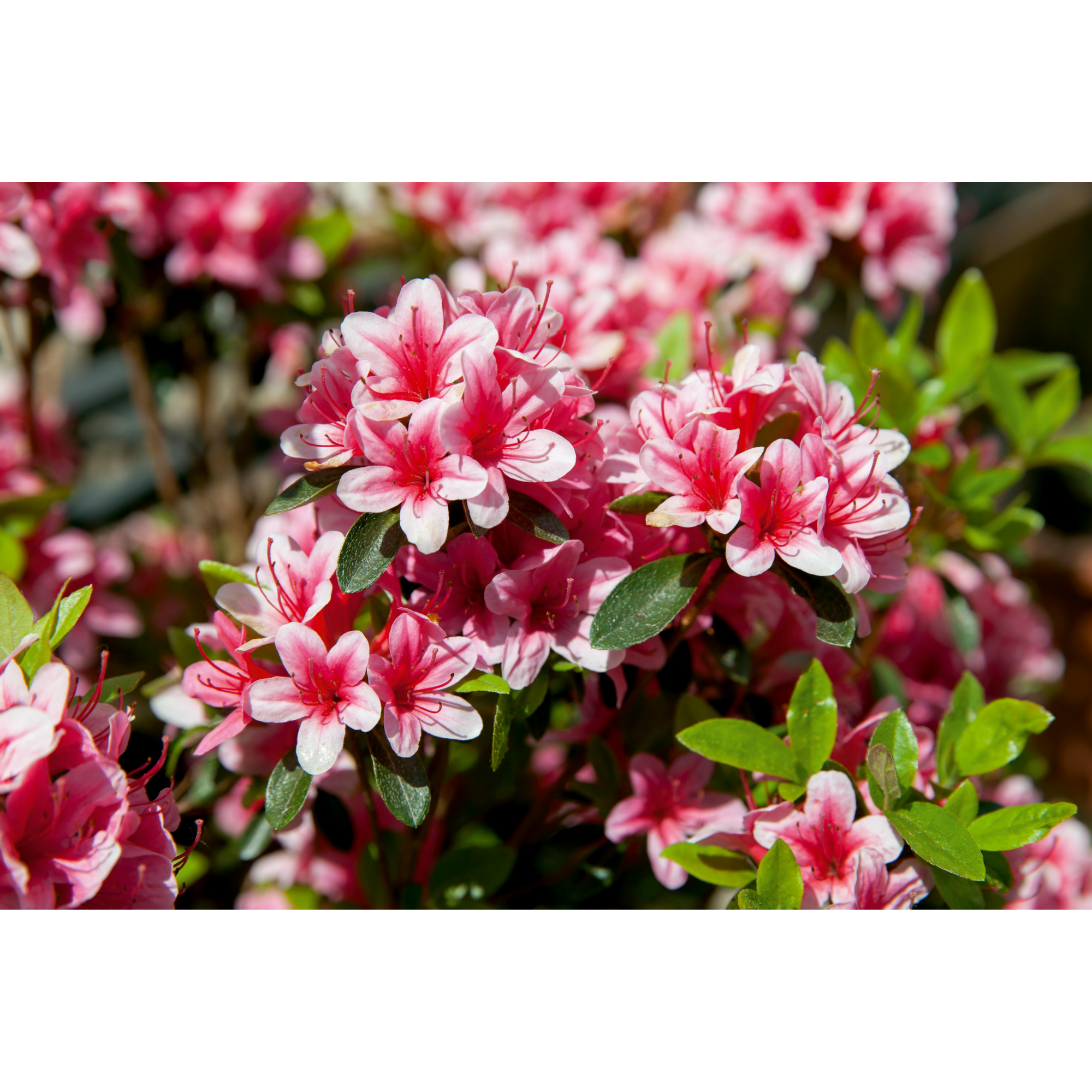 Zwerg-Rhododendron + product picture
