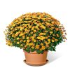 Chrysanthemen Busch in einem Topf