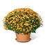 Chrysanthemen Busch in einem Topf
