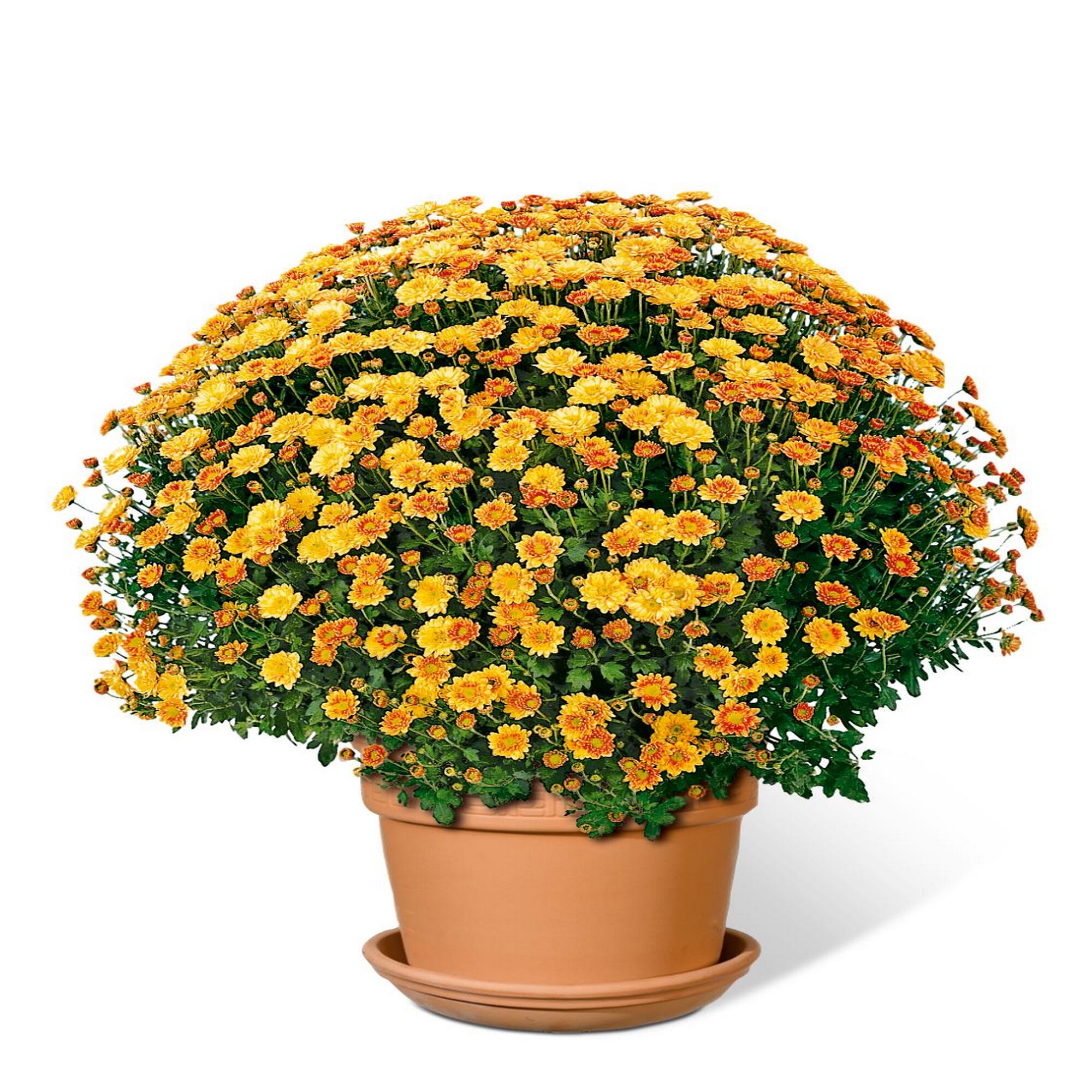 Chrysanthemen Busch in einem Topf