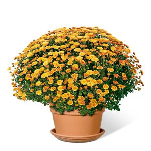 Chrysanthemenbusch