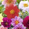 Bunte Dahlienblüten in verschiedenen Farben.