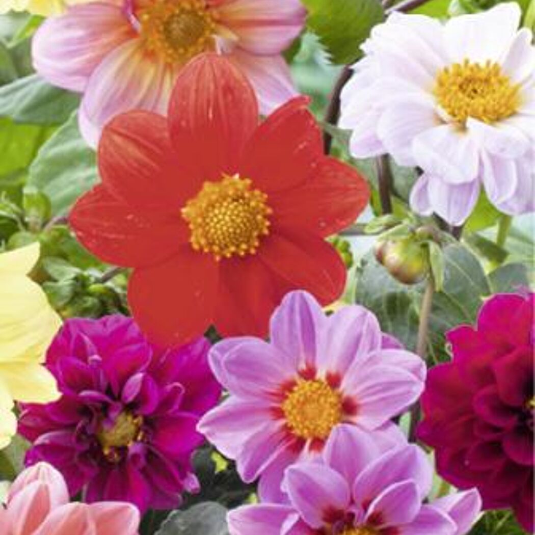 Bunte Dahlienblüten in verschiedenen Farben.