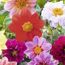 Bunte Dahlienblüten in verschiedenen Farben.